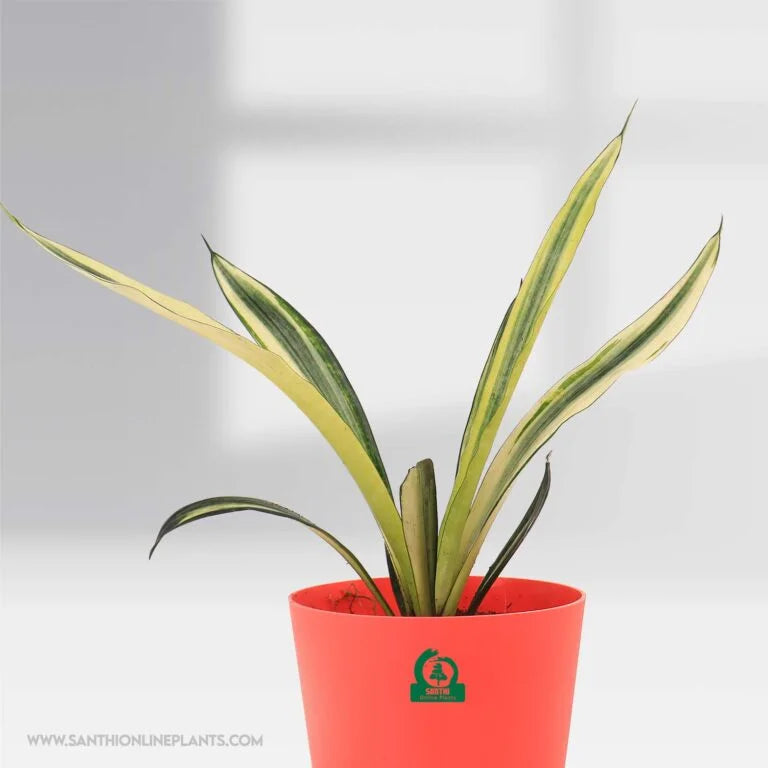 Sanseveria Bental Pot Plant