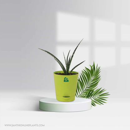 Sansevieria Fernwood Mikado Pot Plant
