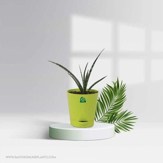 Sansevieria Fernwood Mikado Pot Plant