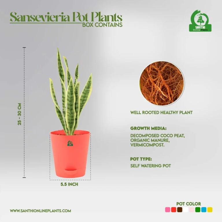 Sansevieria Fernwood Mikado Pot Plant