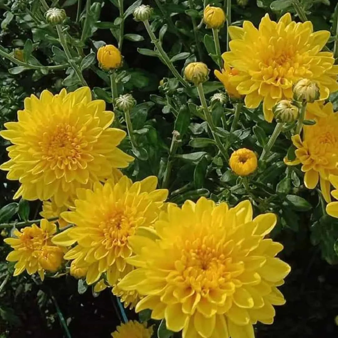 Sevanthi Aishwarya yellow-Chrysanthemum