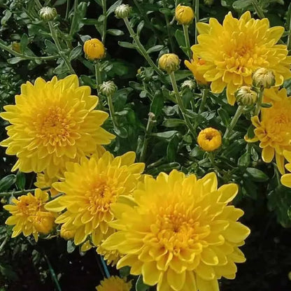 Sevanthi Aishwarya yellow-Chrysanthemum
