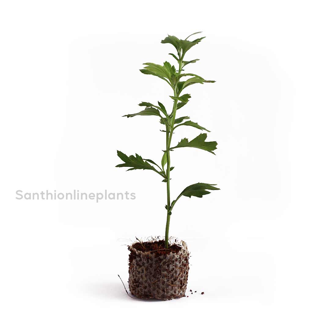 Sevanthi dark violet-Chrysanthemum
