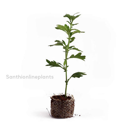 Sevanthi dark violet-Chrysanthemum