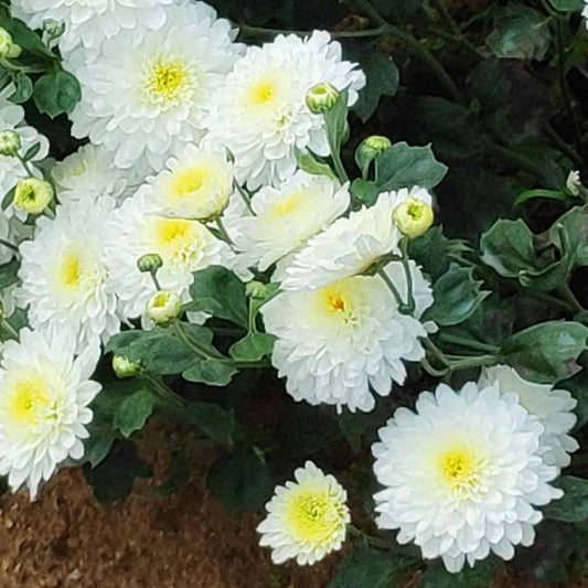 Sevanthi paper white-Chrysanthemum