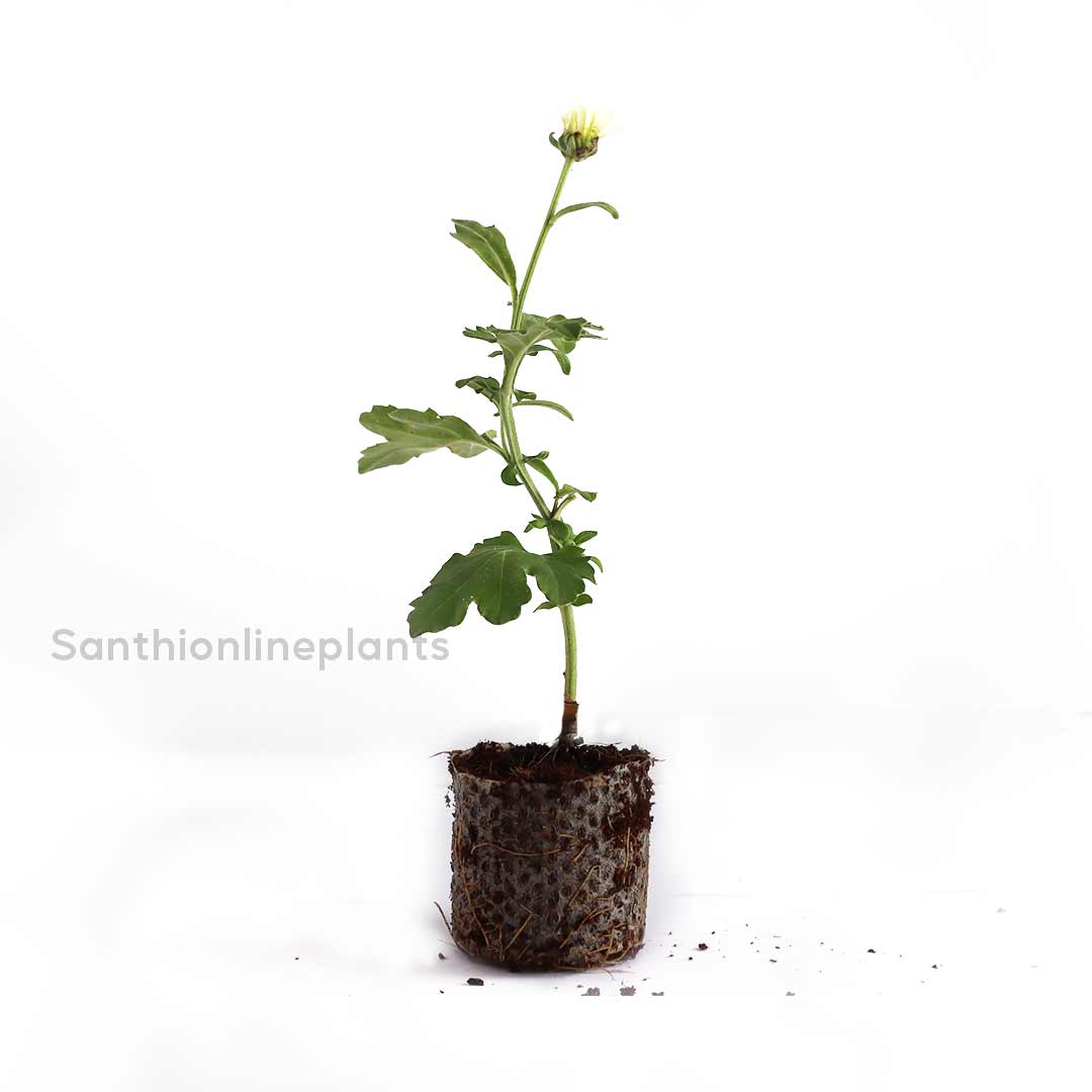 Sevanthi paper white-Chrysanthemum