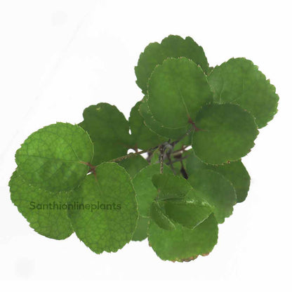 Shield Aralia plant