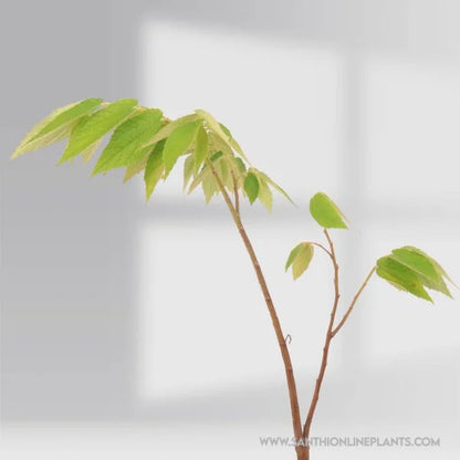 Singapore cherry -Jamaican Cherry Plants