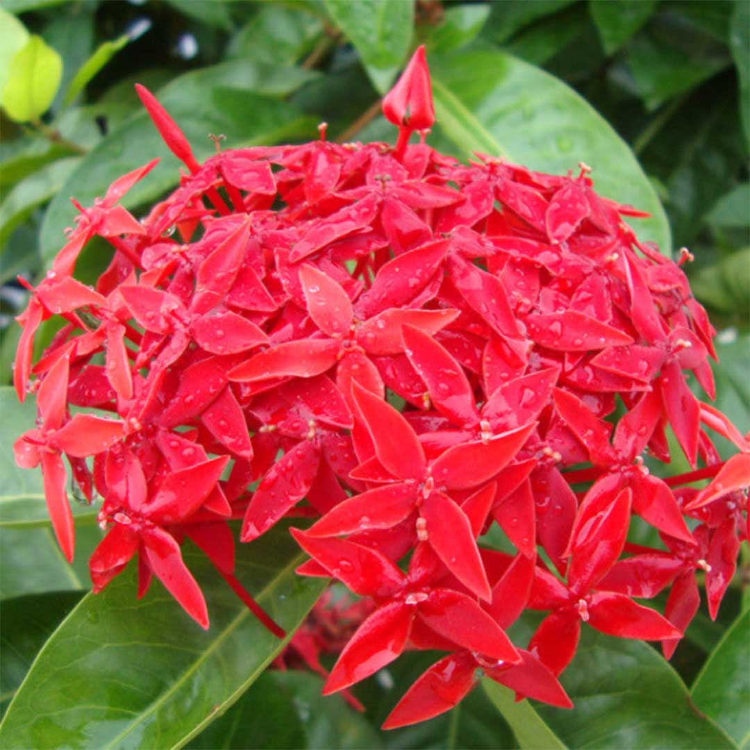 Singapuri Ixora Red Plant