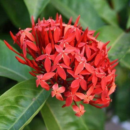 Singapuri Ixora Red Plant