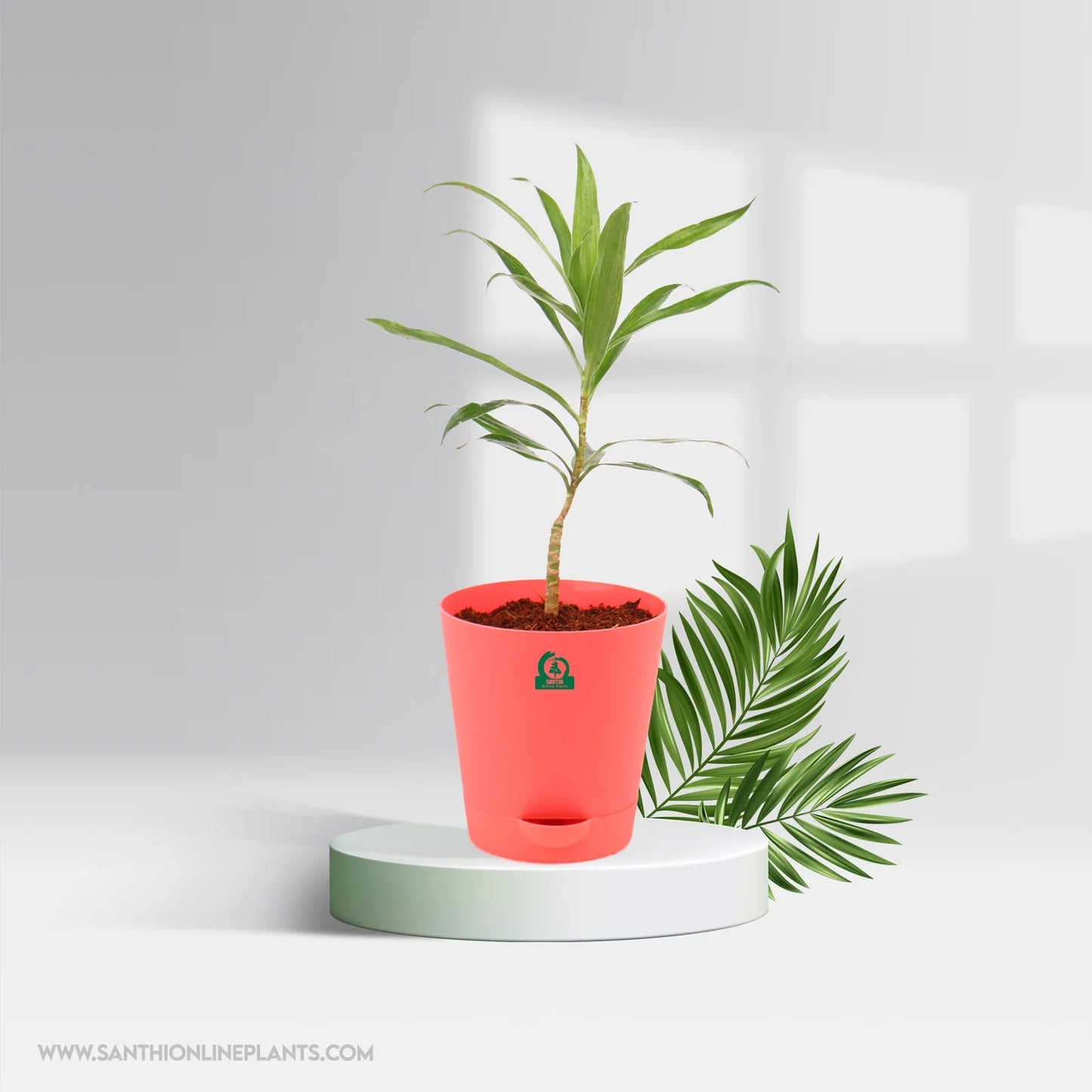 Song Of India Pot Plant