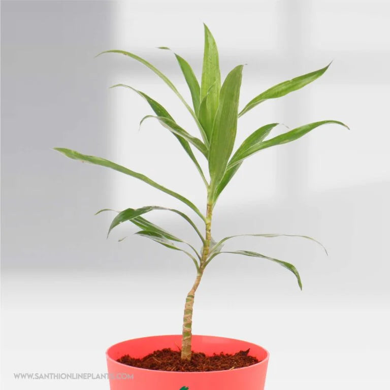 online indoor plants india Song Of India Pot Plant – Santhi Online Plants