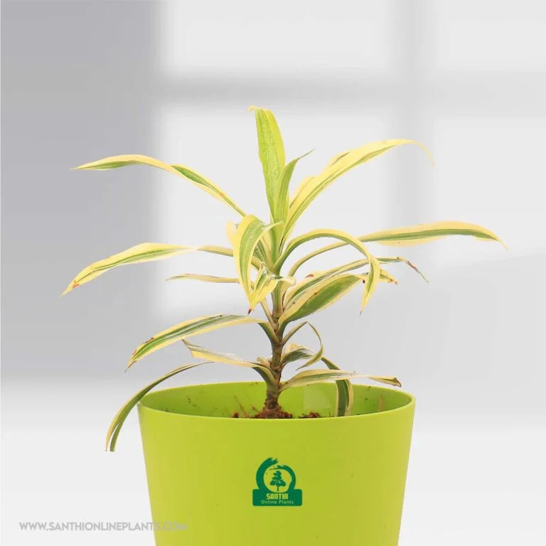 potted plants online india Song of India Golden Pot Plant – Santhi Online Plants