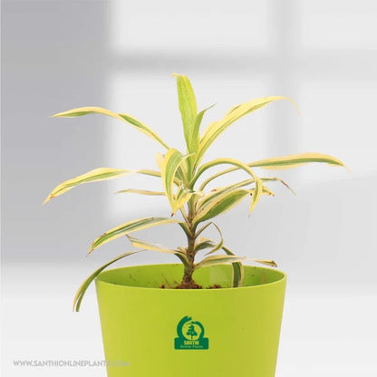Song of India Golden Pot Plant