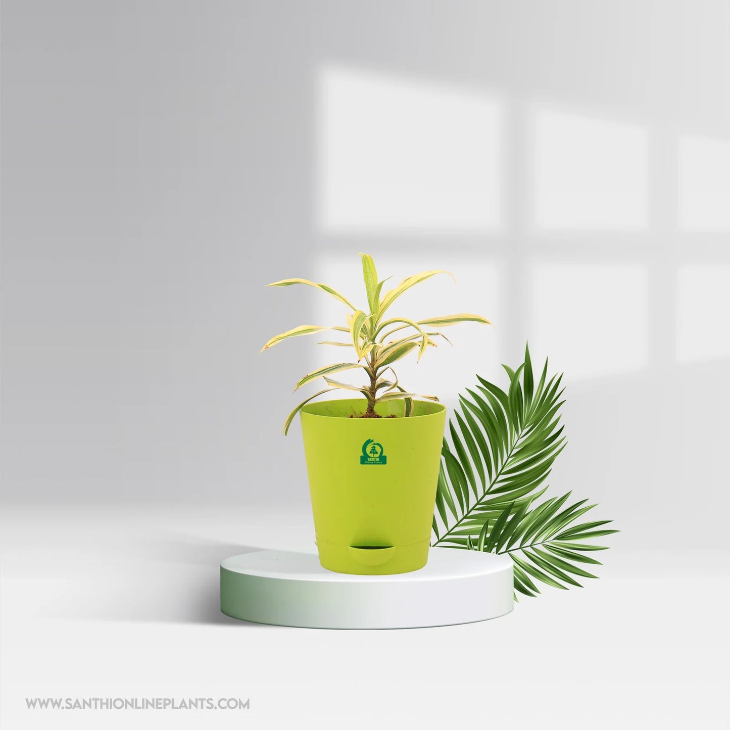 Song of India Golden Pot Plant