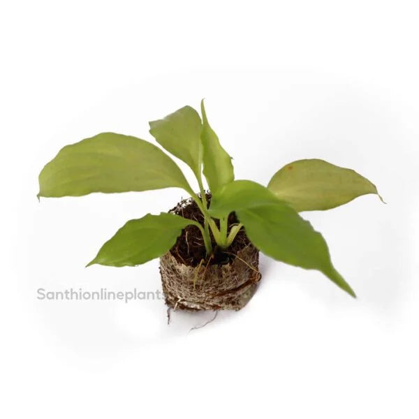 Spathiphyllum Peace Lily