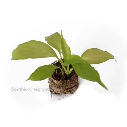 Spathiphyllum Peace Lily