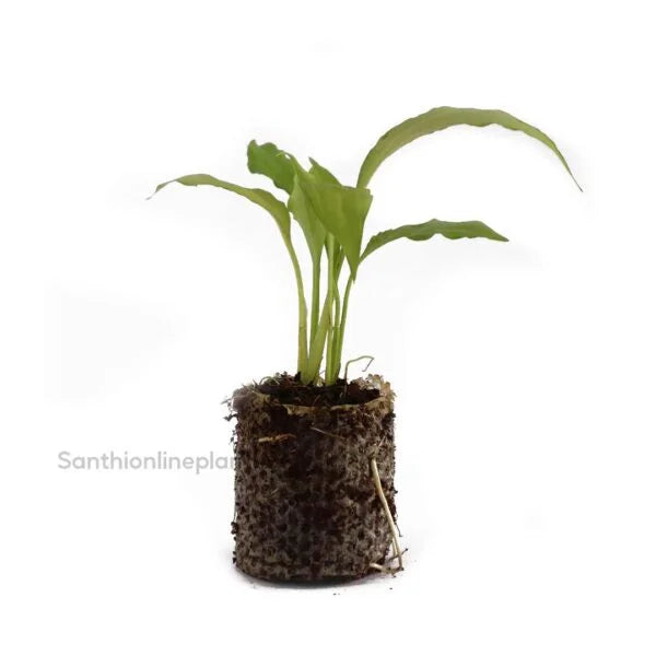 Spathiphyllum Peace Lily
