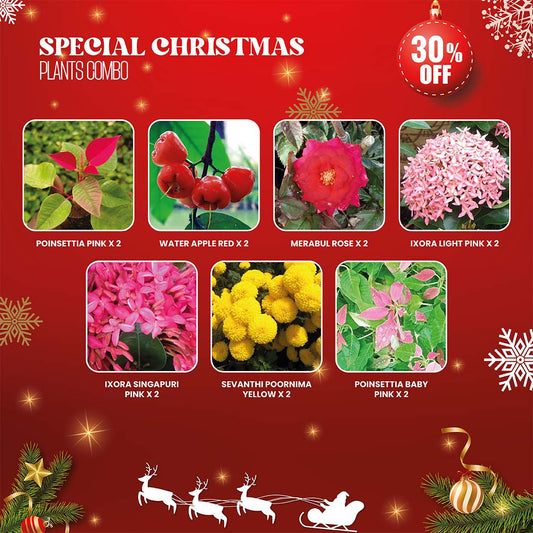 Special Christmas Plants Combo : “Evergreens and Cheer: Christmas Plant Magic”