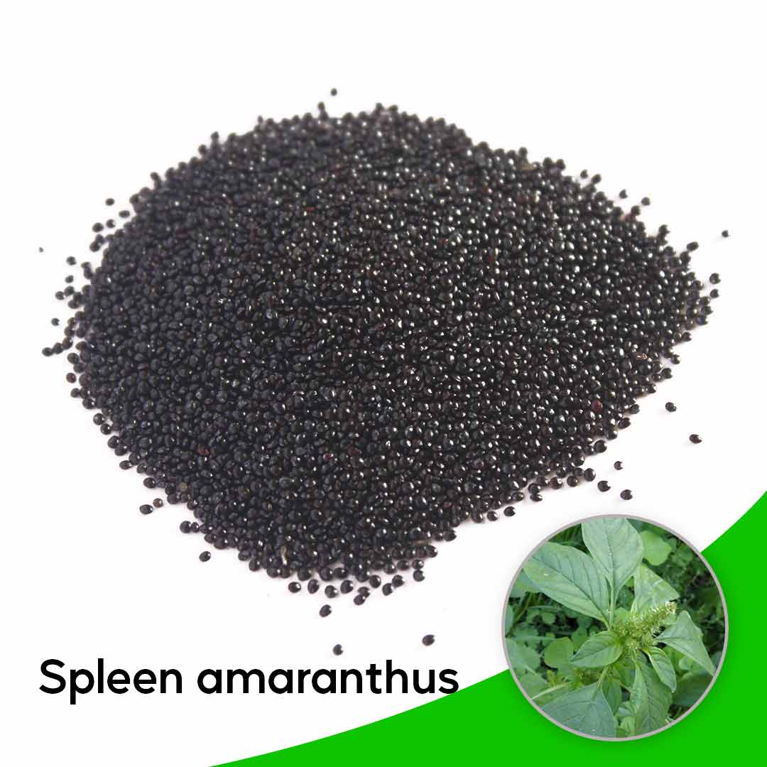 Spleen amaranthus – arai keerai