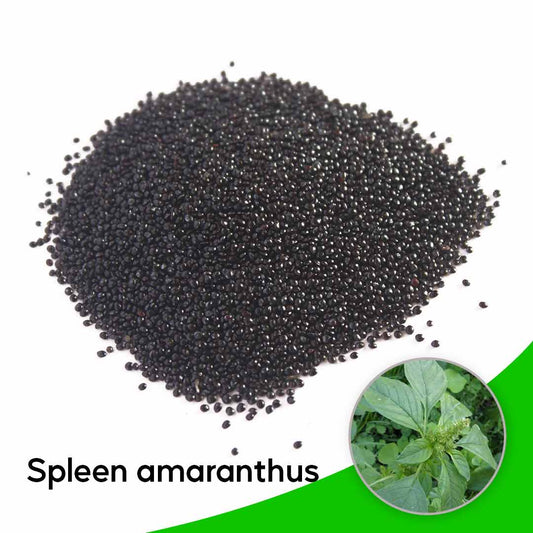 Spleen amaranthus – arai keerai