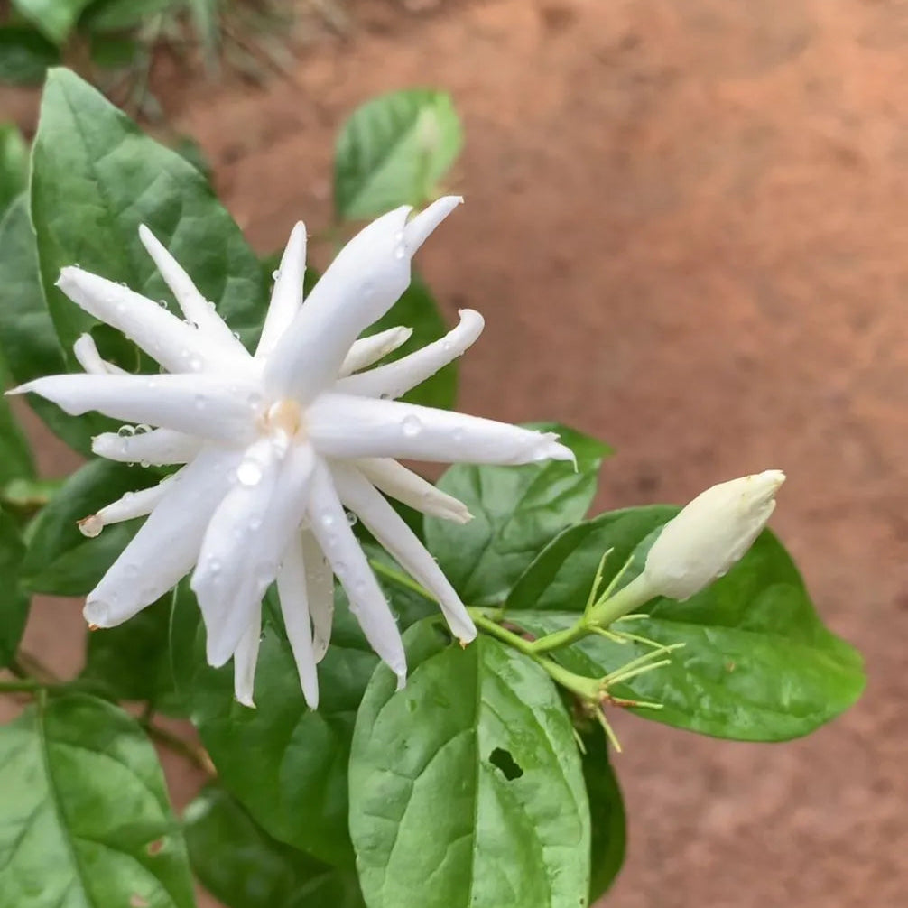 Layered iruvatchi malli plant