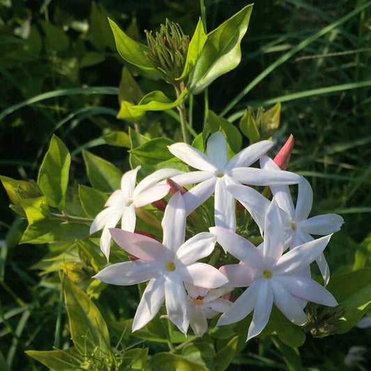 Star Jasmine : Colorful Colour Kagattan