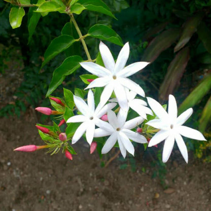 Star Jasmine : Colorful Colour Kagattan