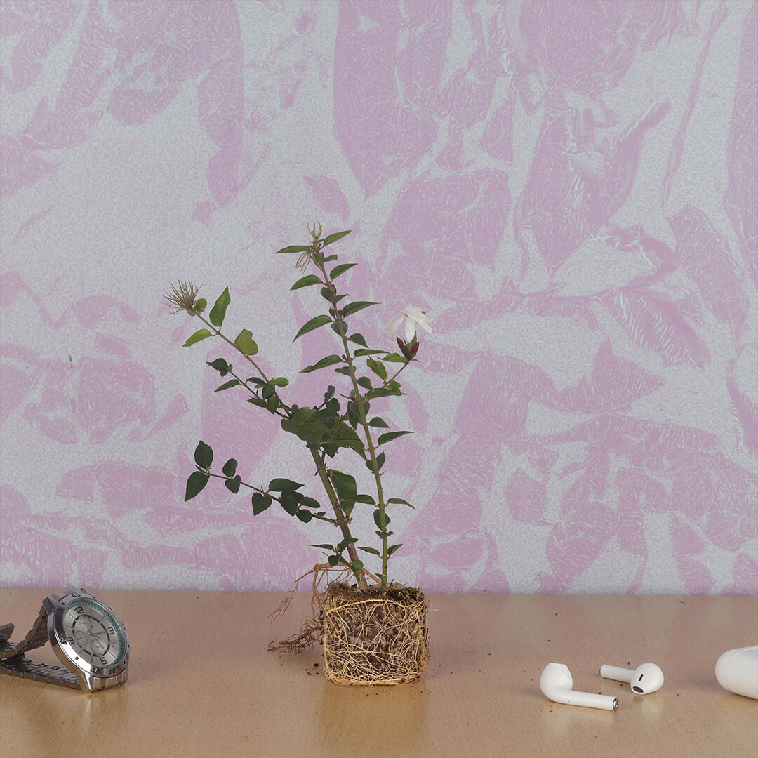 Star Jasmine : Colorful Colour Kagattan