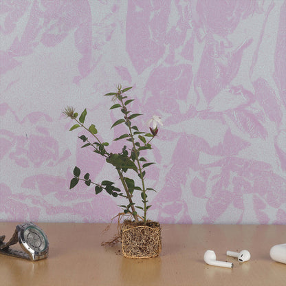 Star Jasmine : Colorful Colour Kagattan