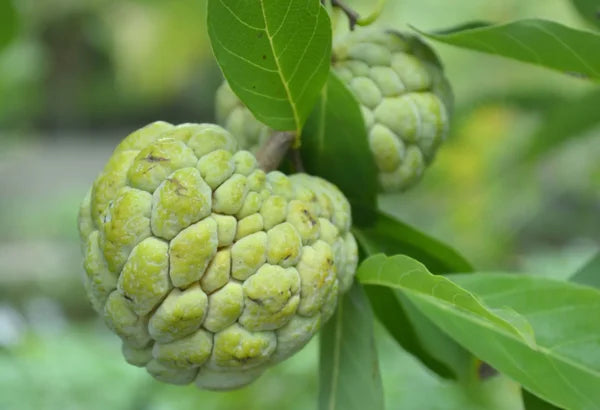 Custard Apple Plant-Seetha Palam