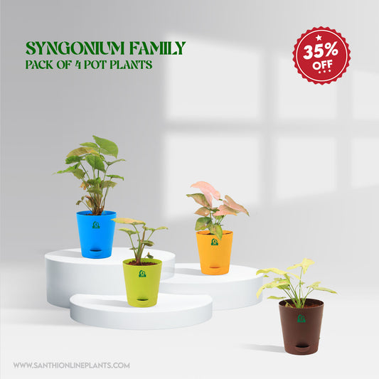 Syngonium Family Pack Of 4 Pot Plants
