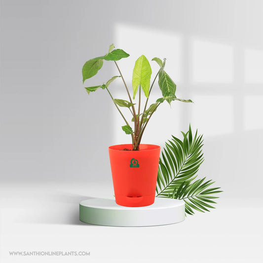 Syngonium Green Gold Pot Plant