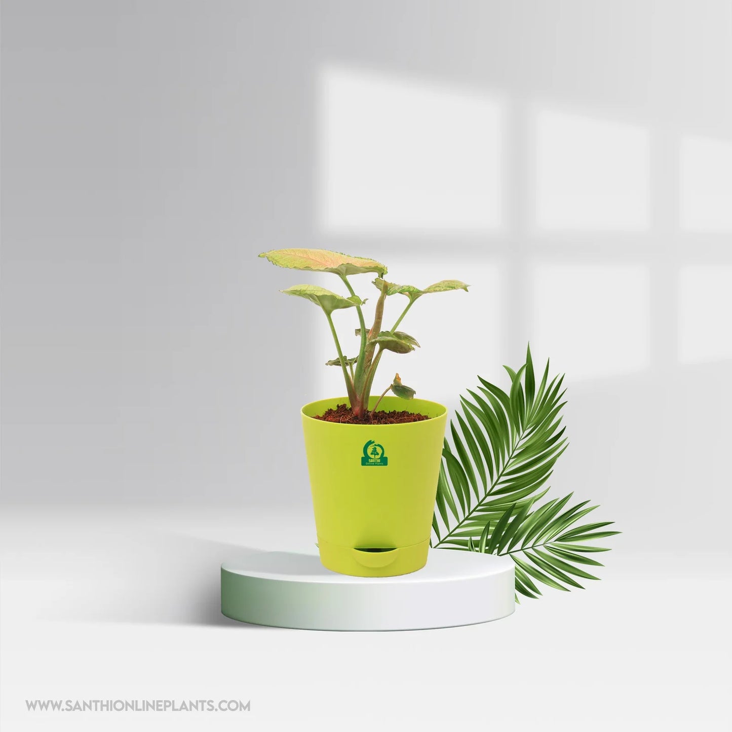 Syngonium Strawberry Ice Pot Plant