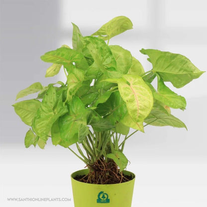 Syngonium (Arrowhead) Pot Plant