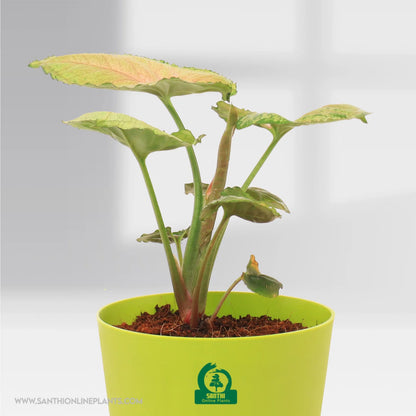 Syngonium Strawberry Ice Pot Plant