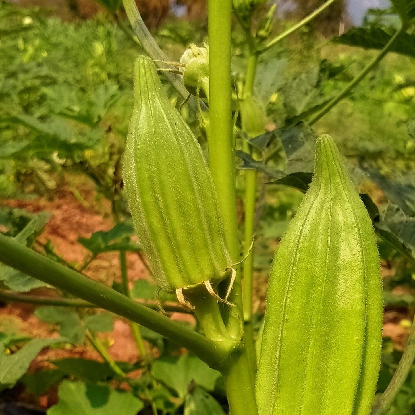 Paruman vendai seeds