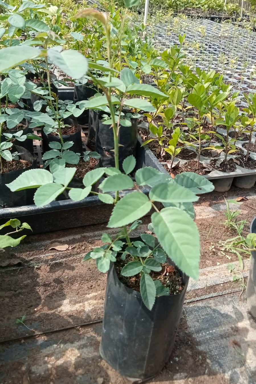 Tissue cultured Paneer rose plant