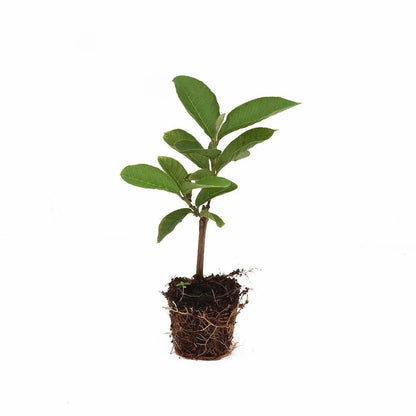 Excellent Taiwan Pink Guava Plant