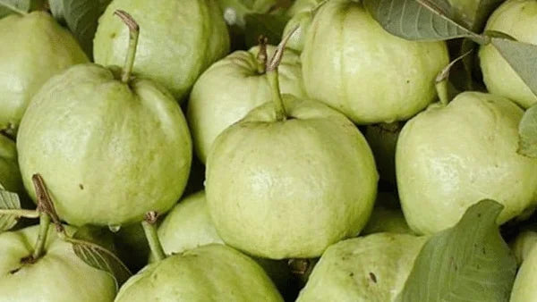 Excellent Taiwan Pink Guava Plant