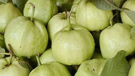 Excellent Taiwan Pink Guava Plant