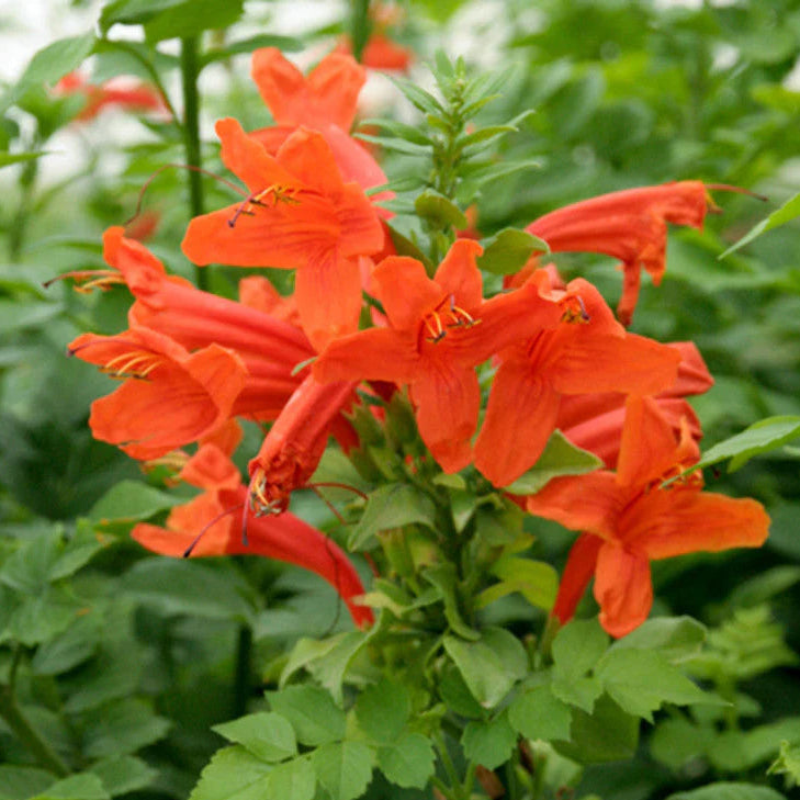 Cape honey suckle orange flower plant - Tecoma capensis