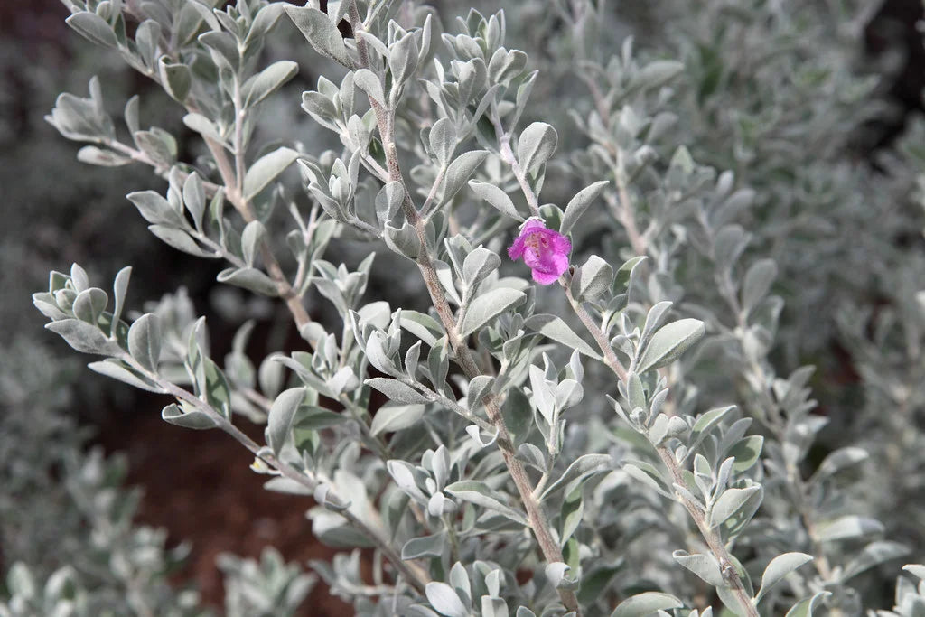 Texas Sage