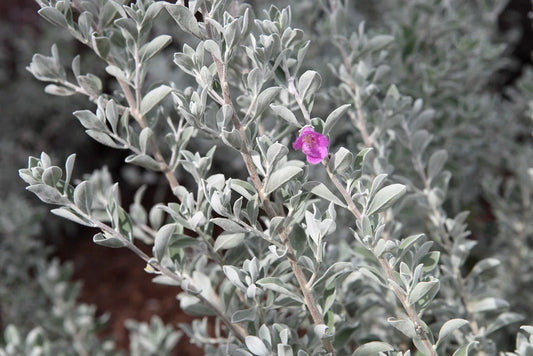 Texas Sage