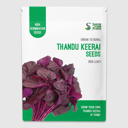 Thandukeerai red plant Seeds