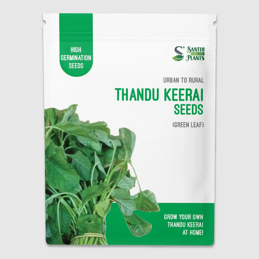 Thandukeerai red plant Seeds