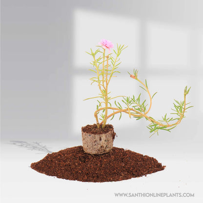 Portulaca 9’O Clock Baby Rose