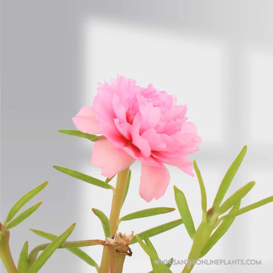 Portulaca 9’O Clock Baby Rose