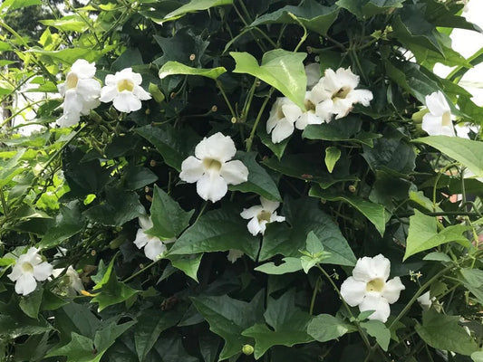 Thunbergia grandiflora alba – White