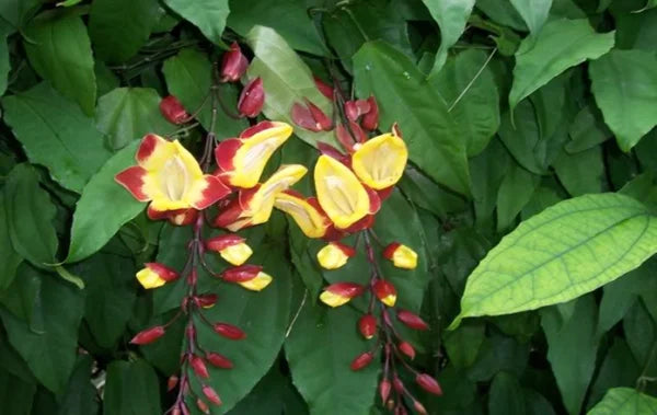 Thunbergia Mysorensis-indian Clock Vine